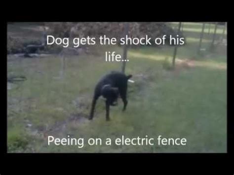 boxer dog peeing on electric fence|electric fence for dogs.